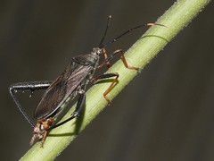 Cloresmini