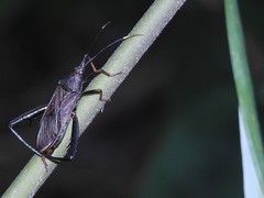 Cloresmini