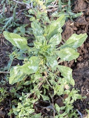 Amaranthus polygonoides