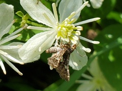 Thyris maculata