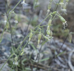 Silene lemmonii