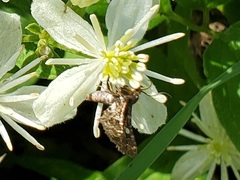 Thyris maculata