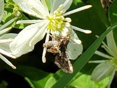 Thyris maculata