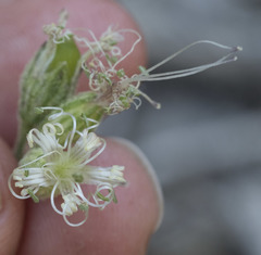 Silene lemmonii