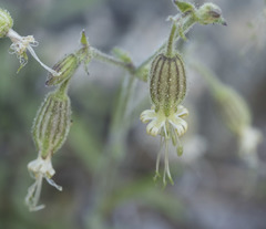 Silene lemmonii
