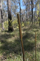 Xanthorrhoea minor minor
