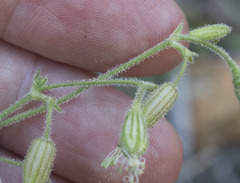 Silene lemmonii