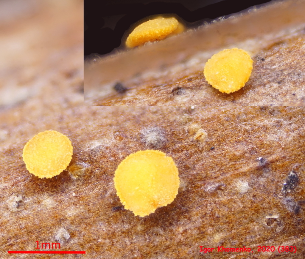 Pezicula rubi