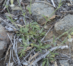 Silene lemmonii