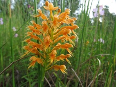 Platanthera chapmanii