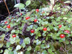 Nertera dichondrifolia