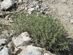 Erigeron petrophilus viscidulus