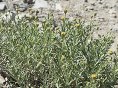 Erigeron petrophilus viscidulus