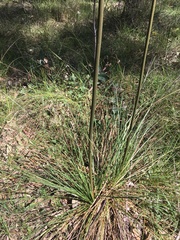 Xanthorrhoea minor minor