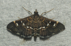 Diathrausta harlequinalis