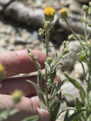 Erigeron petrophilus viscidulus