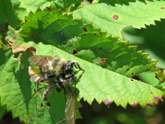 Laphria sacrator