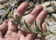 Erigeron petrophilus viscidulus