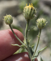 Erigeron petrophilus viscidulus