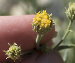 Erigeron petrophilus viscidulus
