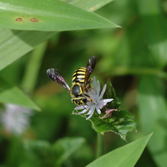 Paranthidium jugatorium