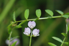 Vicia tetrasperma