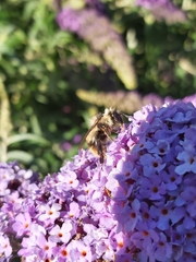 Bombus mixtus