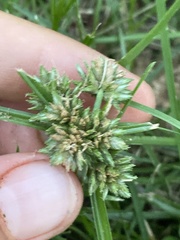 Cyperus nipponicus