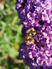 Bombus mixtus