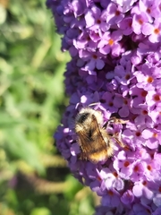 Bombus mixtus
