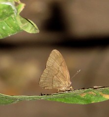 Euselasia brevicauda