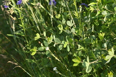Baptisia alba macrophylla