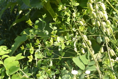 Baptisia alba macrophylla