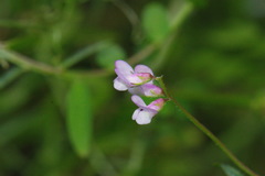 Vicia tetrasperma