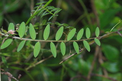 Vicia tetrasperma