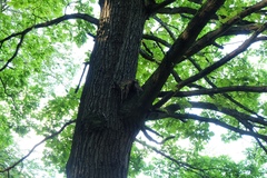 Turdus pilaris