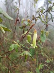 Correa reflexa lobata