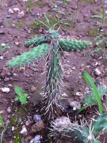 Velvet Bur Cactus