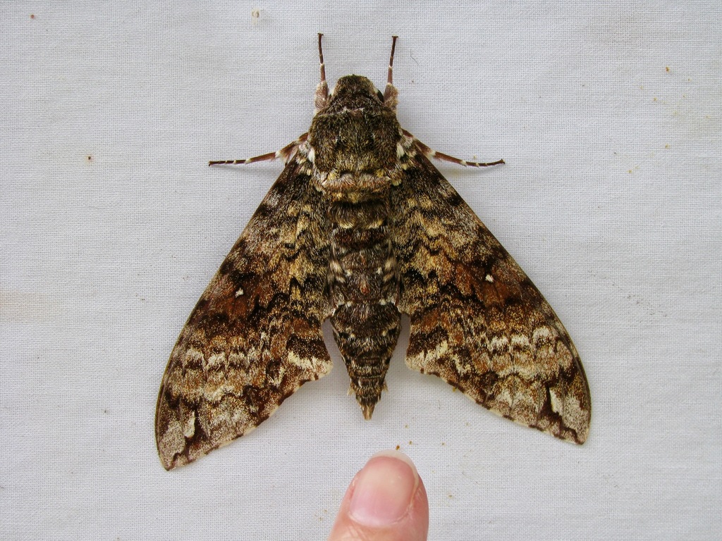 Manduca schausi