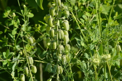 Baptisia alba macrophylla