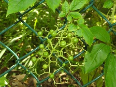 Causonis japonica