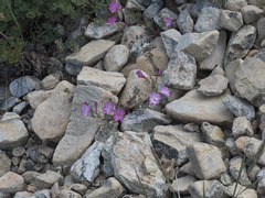 Epilobium siskiyouense