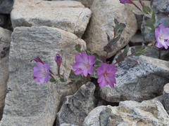 Epilobium siskiyouense