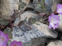 Epilobium siskiyouense