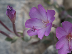 Epilobium siskiyouense