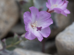Epilobium siskiyouense
