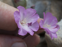 Epilobium siskiyouense