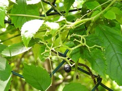 Causonis japonica