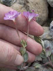 Epilobium siskiyouense
