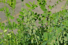 Baptisia alba macrophylla